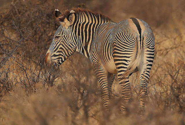 Zebry Grévyho, které jsou větší než zebry stepní a mají užší pruhy i širší uši, jsou nejvzácnějším druhem; na světě jich žijí 3000, z toho 2500 v Keni.