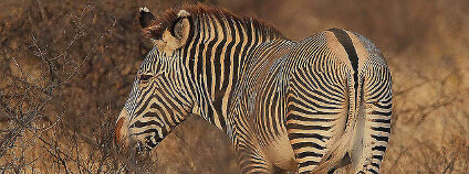 Zebra Grévyho v Keni Foto: Steve Garvia Flickr.com