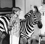 Film Zebra v kuchyni