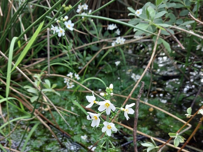Žebratka bahenní. Žebratka bahenní.