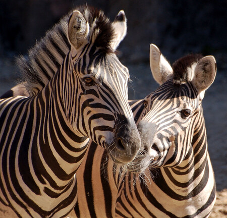 Zebří pruhy odpuzují hmyz, tvrdí vědci Zebří pruhy odpuzují hmyz, tvrdí vědci