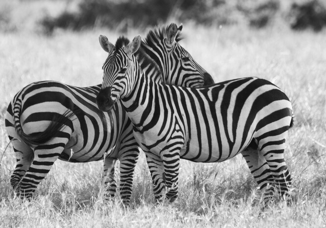 Ilustrační foto Ilustrační foto