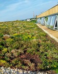 Zelená střecha budovy Liko-S