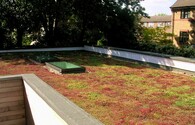 Zelená střecha s rozchodníkem