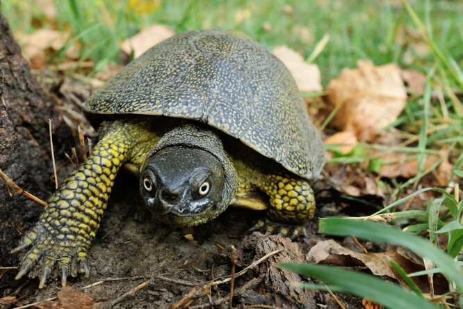 Želva bahenní je jediným původním druhem želvy žijící na území České republiky.