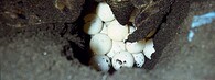 Kareta obrovská klade vejce na kostarické pláži