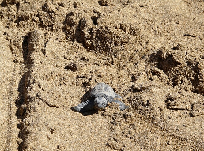 Odborníci se nyní snaží pochopit, proč se želva rozhodla naklást vajíčka do písku až v oblasti Benátek.