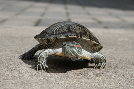 Na seznamu zakázaných živočichů je například želva nádherná
