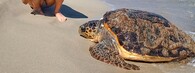 želva na pláži
