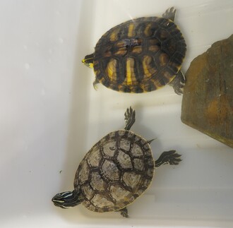 Opuštěné želvy