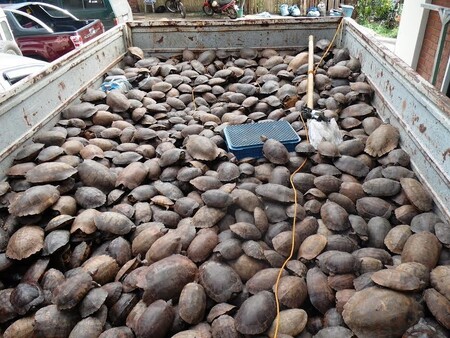 Na korbě nákladního auta byly „uskladněny“ přibližně čtyři tisícovky kriticky ohrožených želv. Soudě podle míry dehydratace a zranění zde některé kusy strávily posledních šest měsíců.