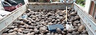 želvy filipínské na korbě nákladního auta