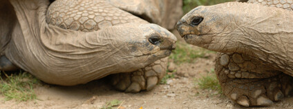 Želvy obrovské Foto: Rusty Dodson Shutterstock