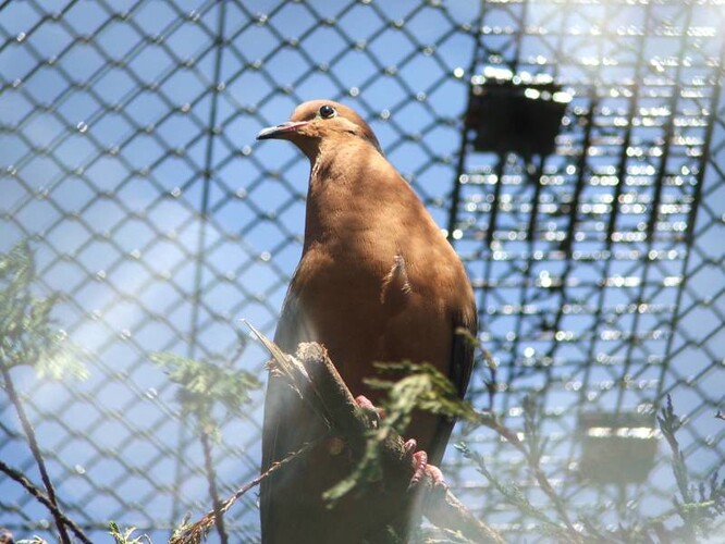 Hrdličky sokorské pocházejí z ostrova Socorro v Tichém oceánu, nacházejícím se asi 600 km jižně od Kalifornského poloostrova. Dnes je populace těchto vzácných ptáků podle Gronské omezena pouze na Evropu, kde ve 32 zoo žije 81 jedinců.