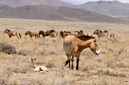 Před 40 lety byl tento druh v přírodě vyhubený, ale už od roku 1988 jsou koně znovu vypouštěni do přirozeného prostředí