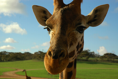 V jihlavské zoologické zahradě žili tři žirafí samci, dva severní núbijští narození v roce 2010 a jeden druhu žirafy síťované narozený o rok později. / Ilustrační foto