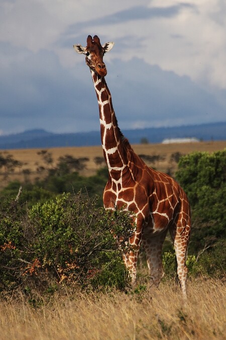 Hned za vjezdem do rezervace se mezi akáciemi prochází nádherná žirafa. Na nedaleké pláni se pase stádo impal, kousek od nich si na nevysoké trávě pochutnávají dva nosorožci ...