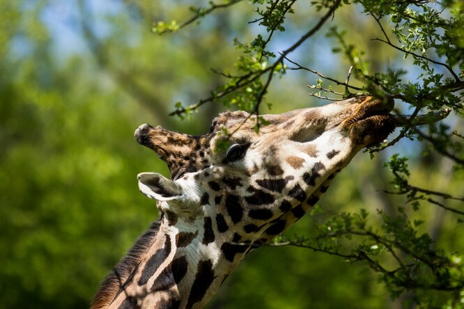 Samec se narodil v Zoo Olomouc. "Pocházel z dvojčat, což je u žiraf velmi raritní. Do Ostravy byl dovezen jako nový chovný samec v roce 2003. Během svého dlouhého života v ostravské zoo zplodil celkem sedm mláďat, z nichž se šest podařilo odchovat," uvedla Nováková.