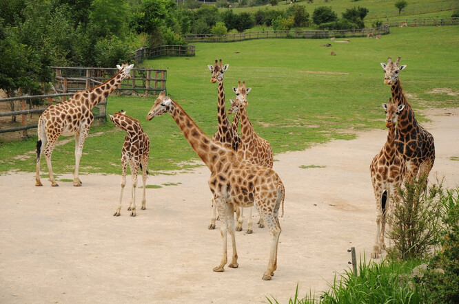 Žirafy v Zoo Ústí nad Labem