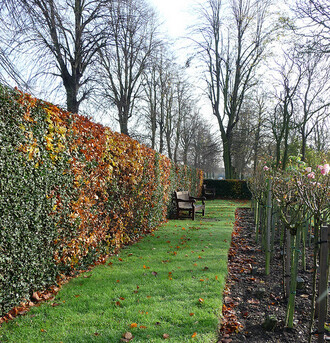 Opadavé živé ploty se uplatní zejména v místech, kam v době vegetačního klidu nechodíme. Například jako stěna vizuálně oddělující rekreační a produkční část zahrady.