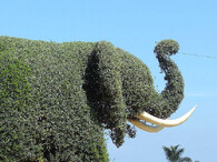 Živý plot ve tvaru slona
