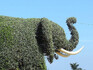Fantazii se meze nekladou - živý plot ve tvaru slona