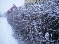 Živý plot v zimě