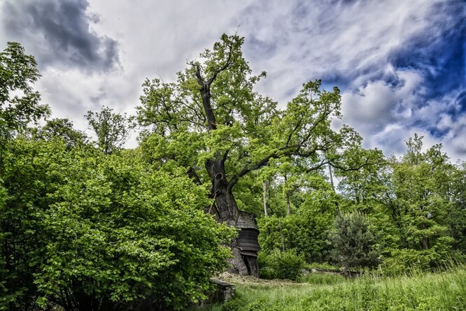 Dnes je den stromů. Na snímku Žižkův dub v Náměšti nad Oslavou. Ilustrační snímek.