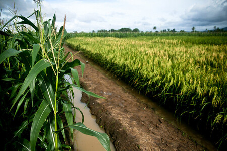 Na snímku pole s geneticky modifikovanou zlatou rýží (vpravo). Pole je obehnáno ochranným pásem, na kterém je pěstována obyčejná kukuřice.