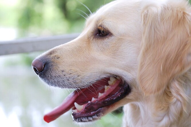 Asociace Handi'chiens, která výcvik psa financovala, by ráda darovala speciálně vycvičené psy i do dalších domovů důchodců.