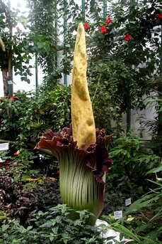 Zmijovec titánský v liberecké botanické zahradě