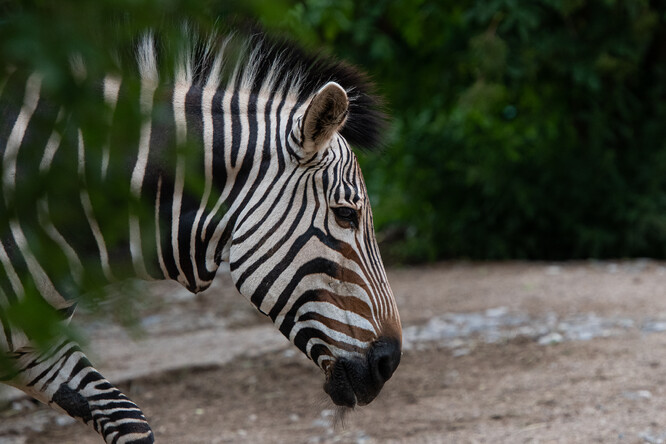 Zebra Hartmannové. Je poddruhem zebry horské. Má typický kožní „lalok“ na krku a přesně ohraničené pruhy na těle.