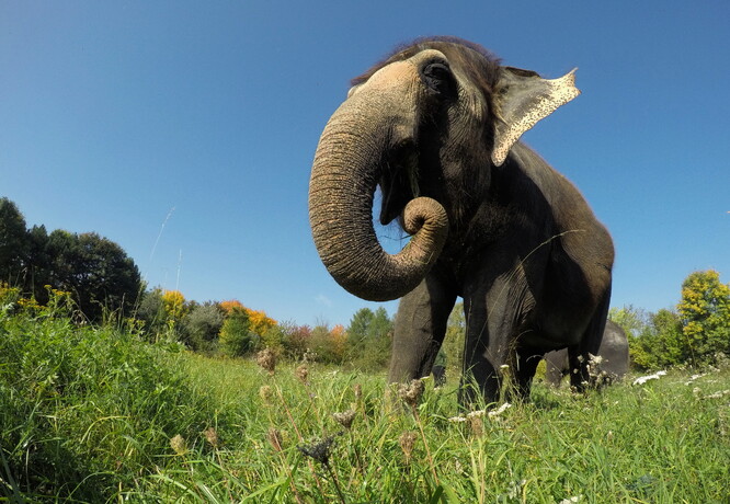 Krmná dávka slona je srovnatelná s krmnou dávkou dvou koní. Na snímku slon indický.