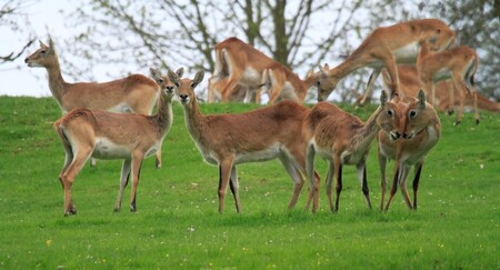Voduška červená je středně velká antilopa, jejíž kohoutková výška se pohybuje kolem 90 až 100 centimetrů
