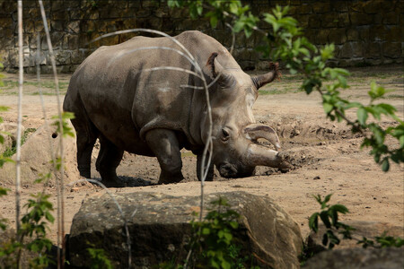 Nabiré se narodila 15. listopadu 1983 v ZOO Dvůr Králové jako teprve druhý nosorožec severní bílý odchovaný v lidské péči. Celý život prožila ve Dvoře Králové