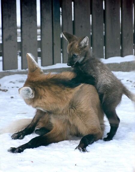 V Zoo Hodonín se narodilo mládě vlka hřivnatého.