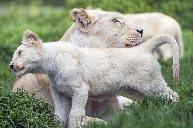 Lvy jihoafrické smetanově bílé barvy chová hodonínská zoo od roku 2013. Samice v minulosti několikrát zabřezla, v prvních dvou případech se ale mláďata narodila mrtvá. Teprve třetí odchov byl úspěšný, na sklonku roku 2018 se páru narodily dvě samičky. O dva roky později přibyla lví čtyřčata, tři samci a jedna samice.