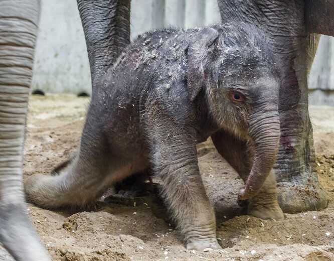 První slůně narozené v pražské zoologické zahradě v únoru 2013.