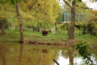 zoopark chomutov medvěd hnědý