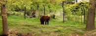 zoopark chomutov medvěd hnědý