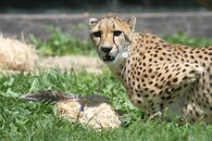 Gepard v ZOO Dvůr Králové