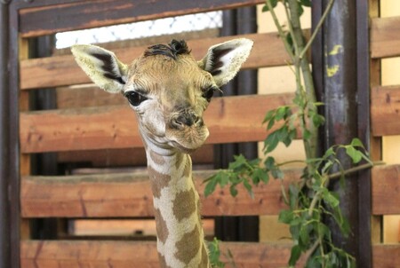 Jméno pro samečka vybrala návštěvnice zoo, která se účastnila zážitkového programu Ošetřovatelem v zoo u žiraf