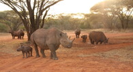 Nosorožci v Mkomazi 
