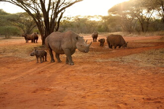 Díky zoologickým zahradám vzniká v Mkomazi jedna z pouhých tří populací nosorožce dvourohého v Tanzanii. Na snímku je zcela vpředu samice Zawadi se svou dcerou Georginou. V napajedle je samice Grumeti, která stejně jako Zawadi pochází ze zoo v Port Lympne. Vedle Grumeti stojí její dcera Mobo a hned za Mobo je Hilla. Matkou Hilly je z dvorské zoo pocházející Deborah, která je na snímku vlevo. Za Deborah ještě vykukuje její druhá dcera Tunu. Otcem všech čtyř mláďat narozených v Tanzanii je Jamie původem ze ZOO Dvůr Králové. Foto z roku 2016.