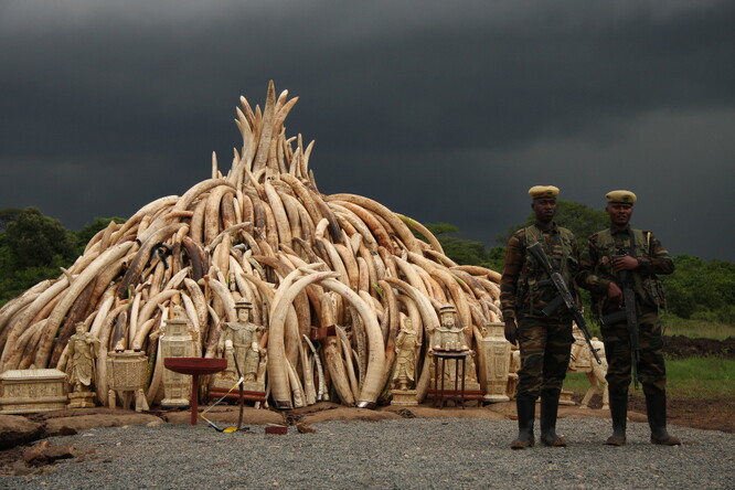 Pálení zadržené pašované slonoviny.