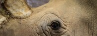 nosorožec tuponosý jižní