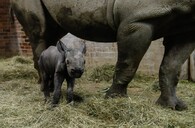Nosorožčí samička narozená ve Dvoře