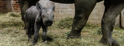 Nosorožčí samička narozená ve Dvoře Foto: Simona Jiřičková / Zoo Dvůr Králové Nosorožčí samička narozená ve Dvoře Foto: Simona Jiřičková / Zoo Dvůr Králové