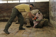 Řeznání rohů nosorožcům