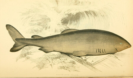 400 let. Dlouhověkost žraloků grónských, někdy přezdívaných malohlavých, je ohromující.